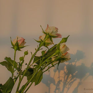 Meet your Posher, Ariya